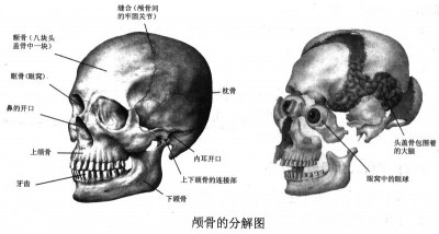 颅骨的分解图