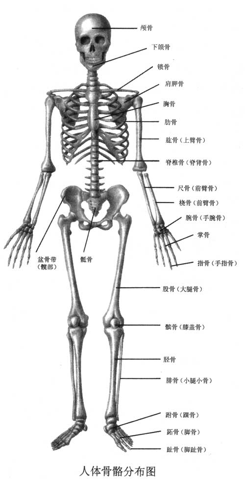 人体骨骼分布图