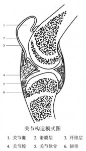 关节构造模式图