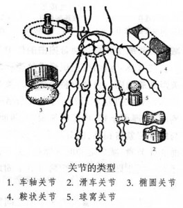 关节的类型