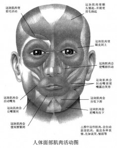 人体面部肌肉活动图