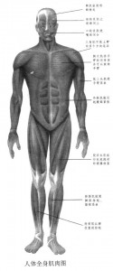 人体全身肌肉图