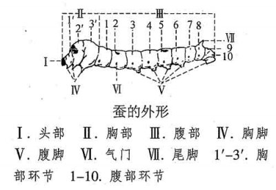蚕的外形
