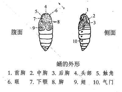 蚕蛹的外形