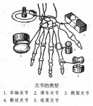四下第一单元《关节》参考资料-高海鹏老师的博客