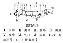 科学四下第二单元《我们来养蚕》参考资料-高海鹏老师的博客