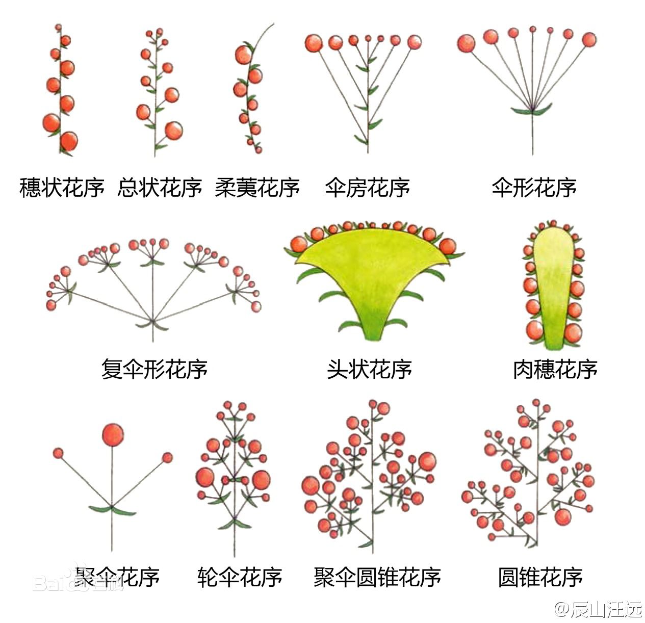 苏教版三上科学补充知识：花序-高海鹏老师的博客